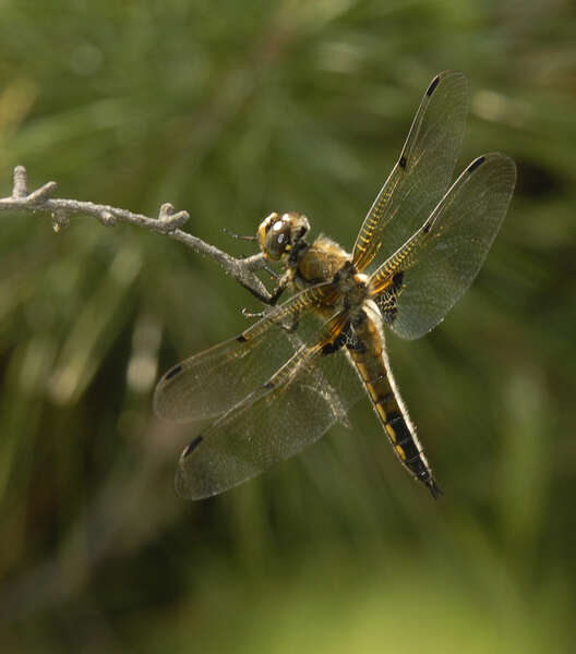 Image of Four-spotted Chaser