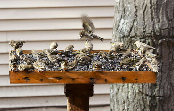 <i>Carduelis pinus</i>的圖片