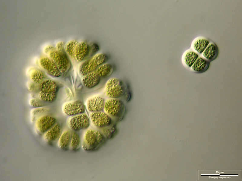 Image de Gomphosphaeria aponina