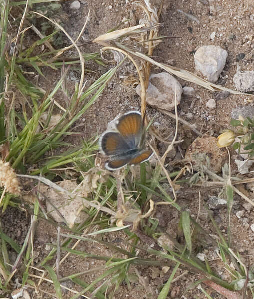 Image of Pygmy Blues