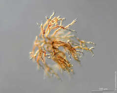 Image of Anthophysa vegetans