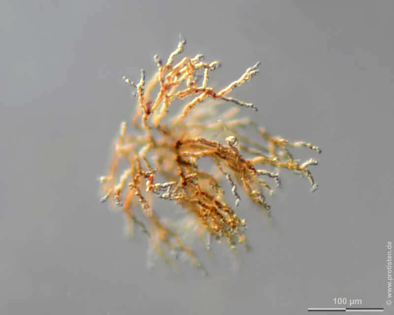 Image of Anthophysa vegetans