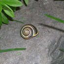 Image of Brown Lipped Snail