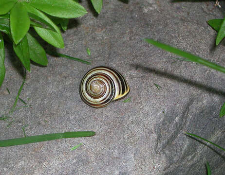 Image of Banded snails