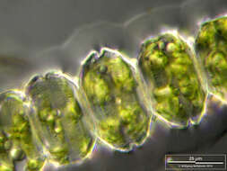 Image of Desmidium grevillei