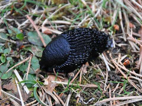 Image of red slug