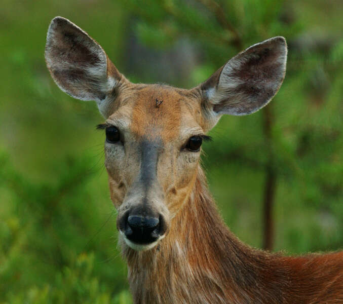 Image of White-tailed deer