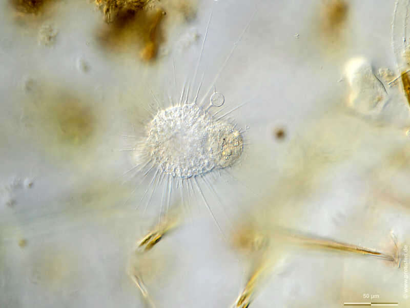 Image of Actinophrys sol