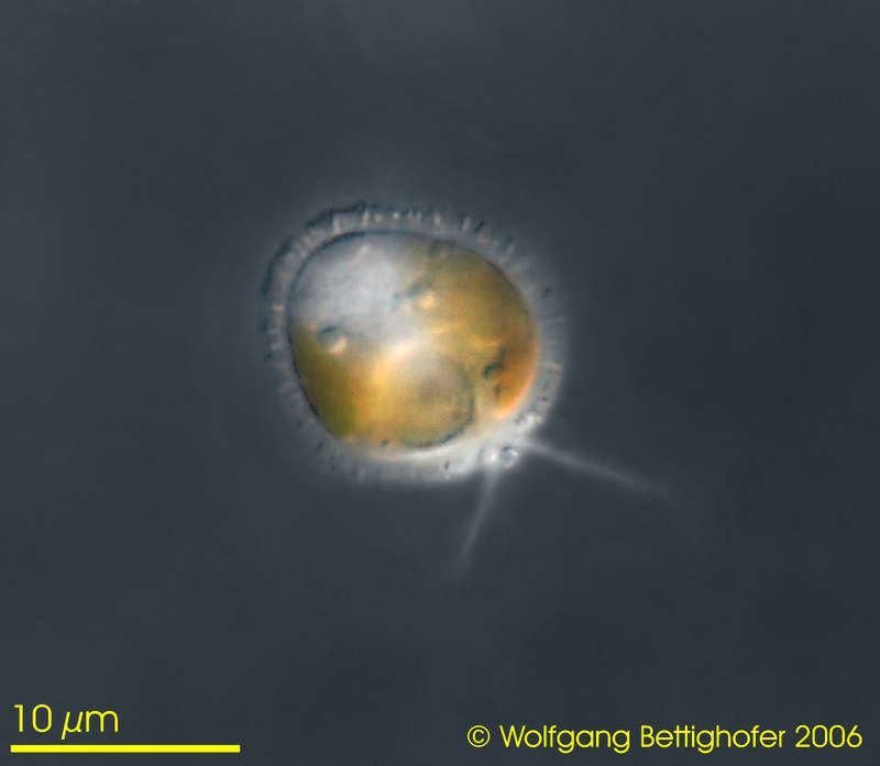 Image of Hymenomonas roseola Stein 1878