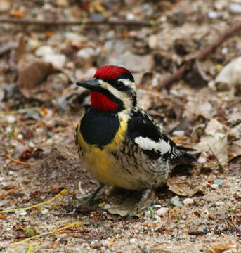 Image of Yellow-bellied Sapsucker