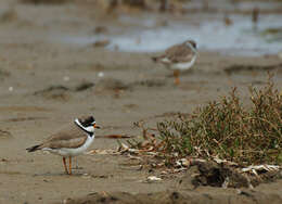 Слика од Charadrius semipalmatus Bonaparte 1825