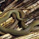 Image of Paraguay Green Racer