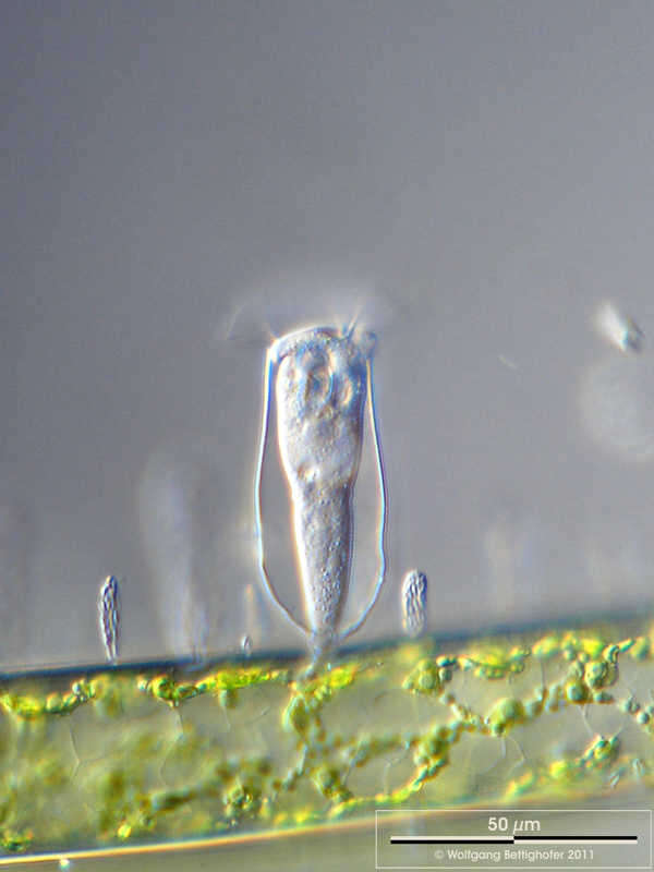 Cothurnia annulata的圖片