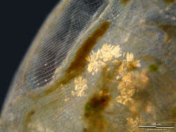 Image of Water Flea