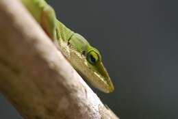 Image of American Anole