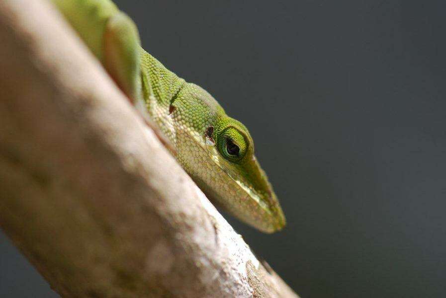 صورة Anolis carolinensis Voigt 1832