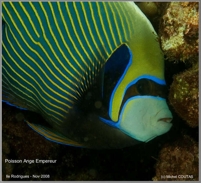 Butterfly Fish, Feed and Grow Fish Wikia