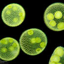 Image of Volvox aureus