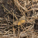 Image of Cranberry Spanworm Moth