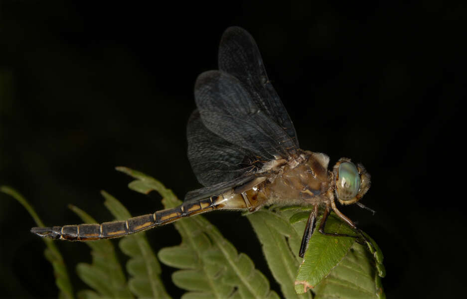 Image of Prince Baskettail