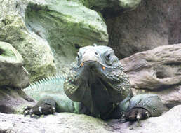 Image of Blue Iguana