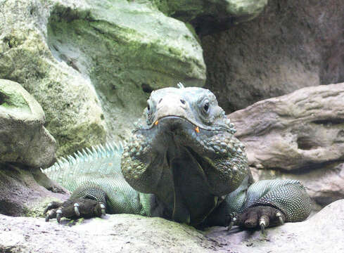 Image of Ground Iguanas