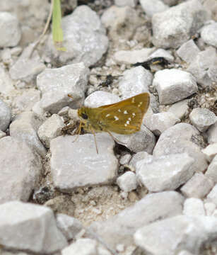 Image of Leonard's skipper