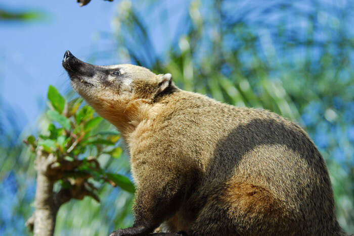 Image of South American Coati