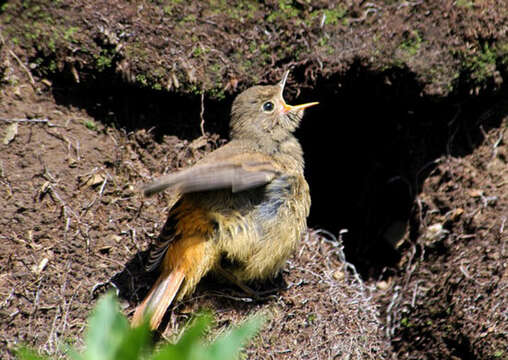 Image of Black Redstart