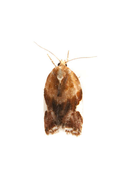 Image of Clepsis persicana