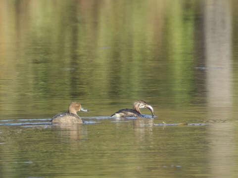 Image of Redhead