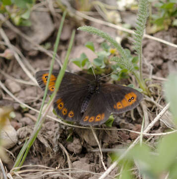 Image of Common Alpine