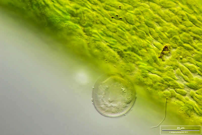 Image of Microchlamys patella