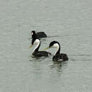 Image of Western Grebe