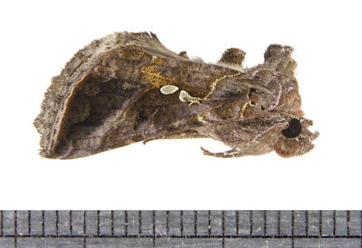 Image of Autographa