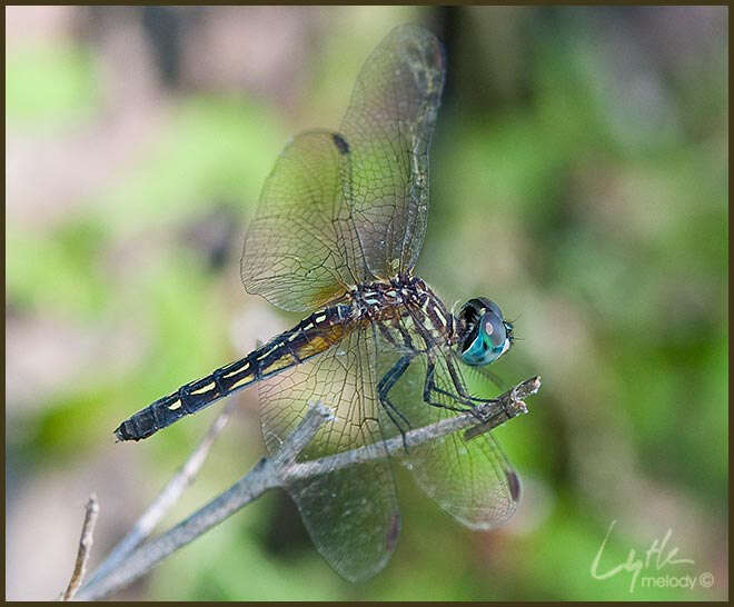 Image of Blue Dasher