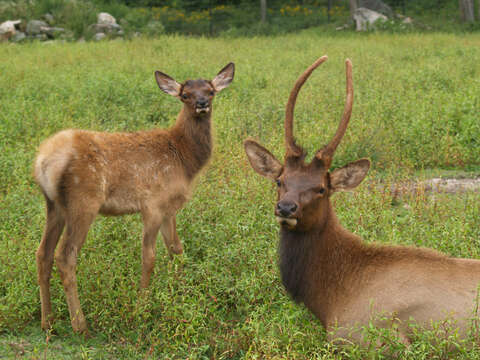 Image of Red Deer