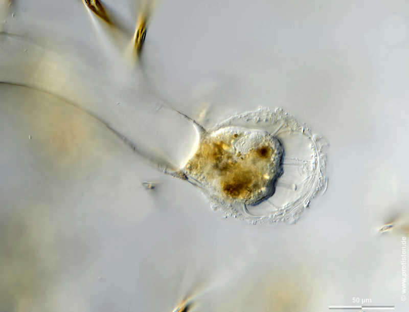 Image of Ephelota gemmipara