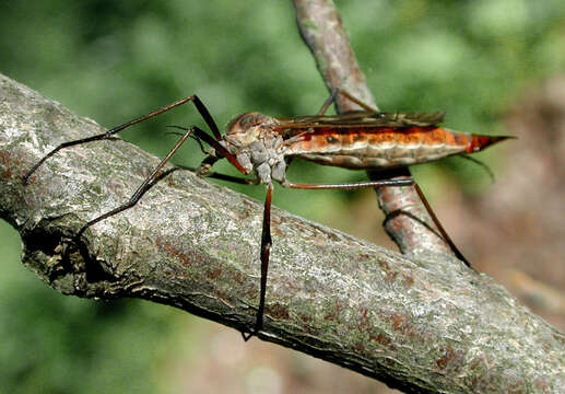 Image de Tipula (Lunatipula) dorsimacula Walker 1848