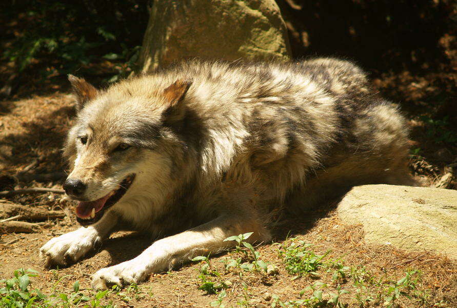 Слика од волк