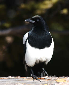 Image of Black-billed Magpie