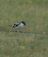 Image of Loggerhead Shrike