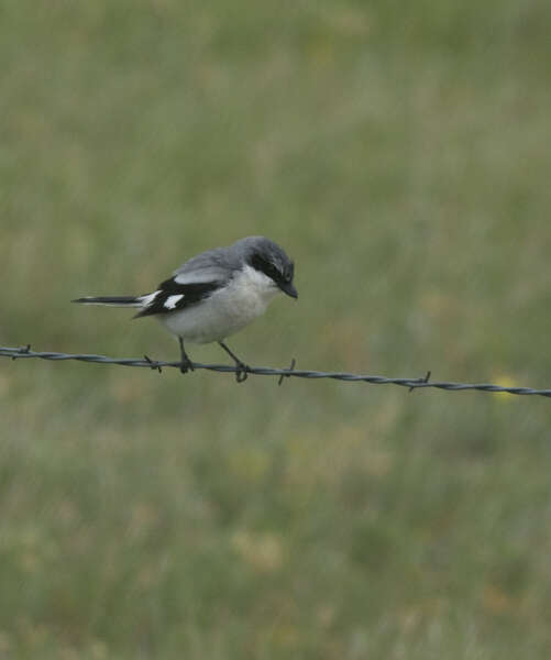 Image of Loggerhead Shrike