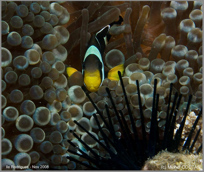 Image of Orange-fin anemonefish