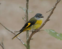 Image of Grey-chinned Minivet