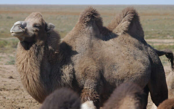 Image of Bactrian camel