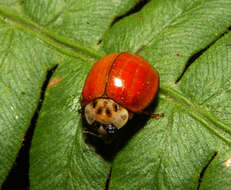 Image of Coccinellidae