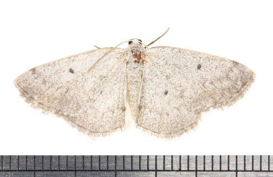 Image of Gray Spring Moth