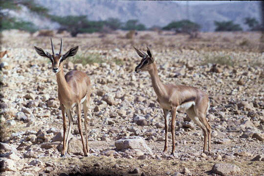 Image of Mountain Gazelle