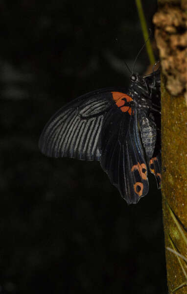 Sivun Papilio memnon Linnaeus 1758 kuva